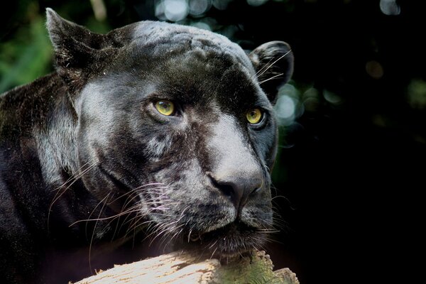 Predatory panther resting on a bitch