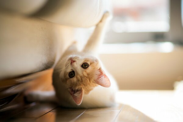 A kitten playing with paws in the sun