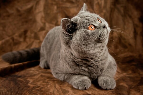 Cute British cat posing in front of the lens