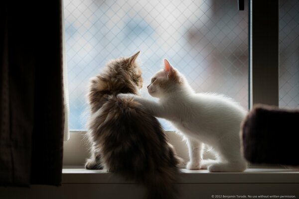 Deux chatons moelleux sur la fenêtre