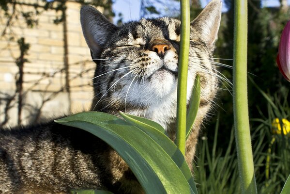 Szary kot wygrzewający się w słońcu w trawie