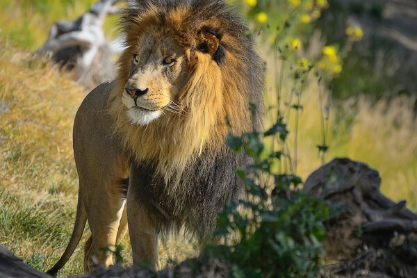 Il leone in condizioni naturali guarda di lato