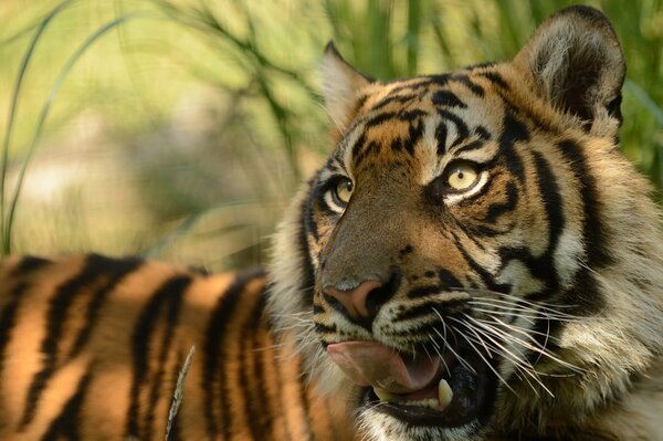 Sumatra-Tiger hat die Zunge herausgerissen