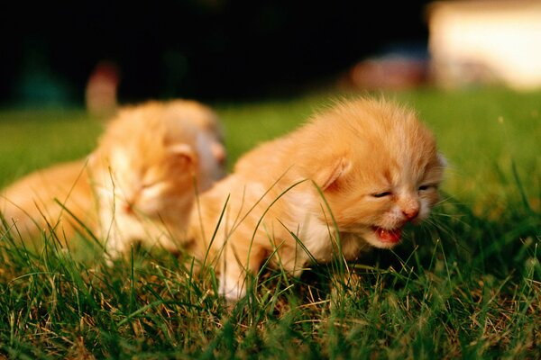 Rude małe kocięta wygrzewają się w słońcu