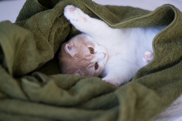 A kitten in a green plaid Hannah