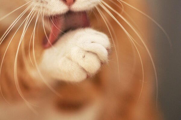 A cat with a mustache licks a paw