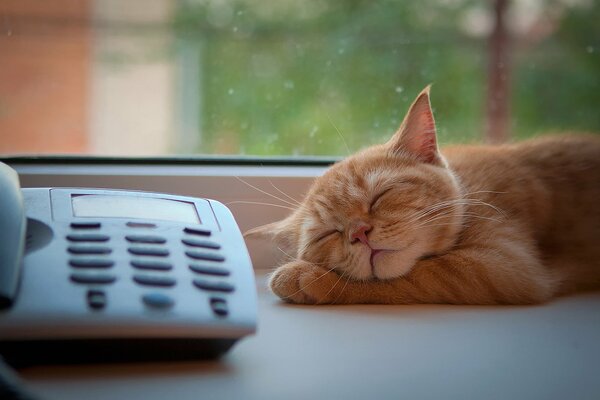 Рыжий кот мило спит на окне