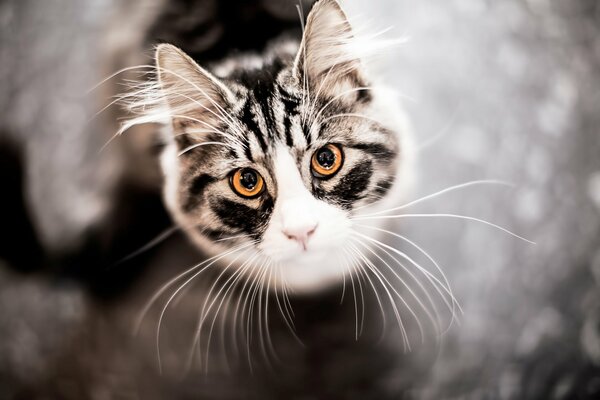 Un chat avec une longue moustache regarde vers le haut