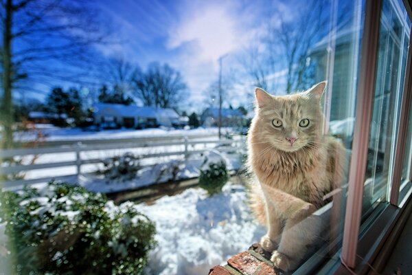 A cat sits outside the window in winter