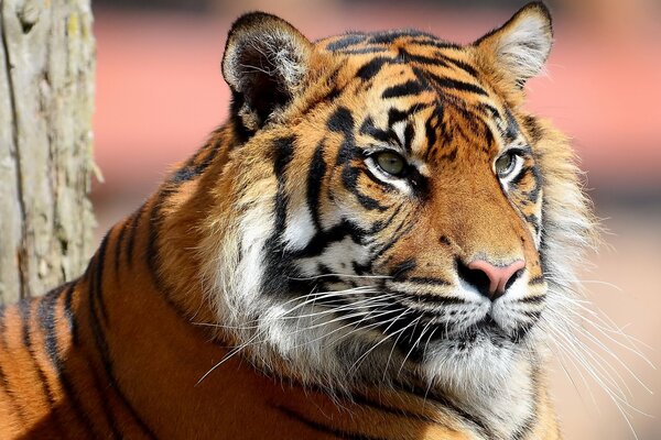 Ein Tiger mit einem langen und schönen Schnurrbart