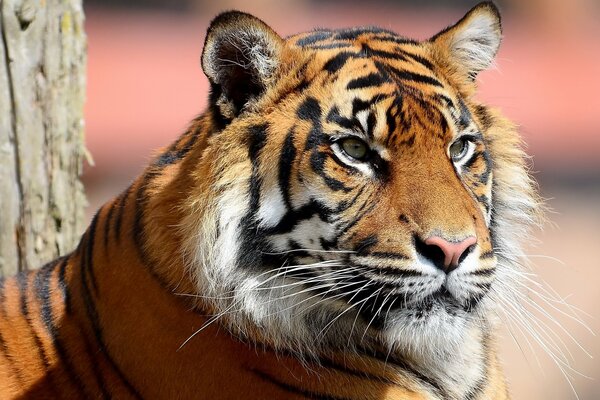 Tigre con bigote largo y hermoso