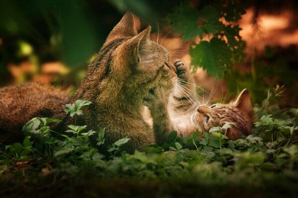 Mom cat plays with her kitten