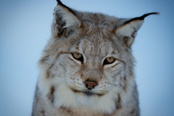 The thoughtful look of a beautiful lynx