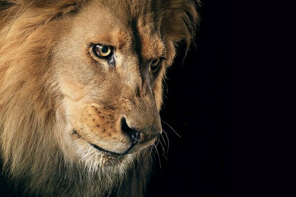 Un leone con uno sguardo audace guarda