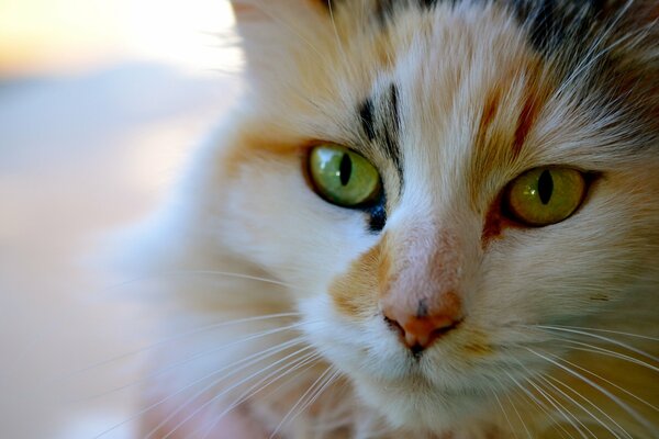 Трехцветная кошка задумчиво смотрит