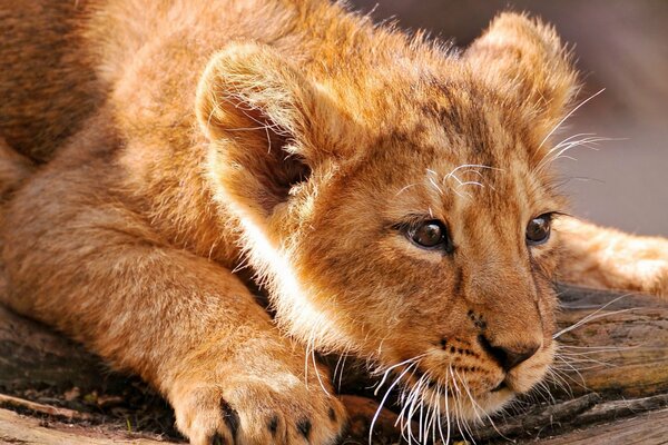 Cute lion cub is lying on the ground