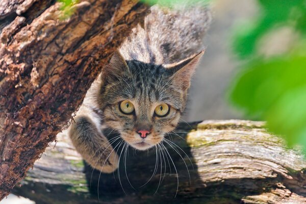 Wildkatze auf einem Baum , Nahaufnahme