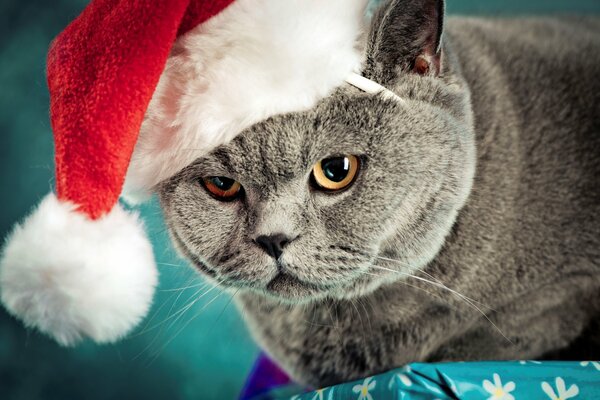 Британский кот в новогодней шапке