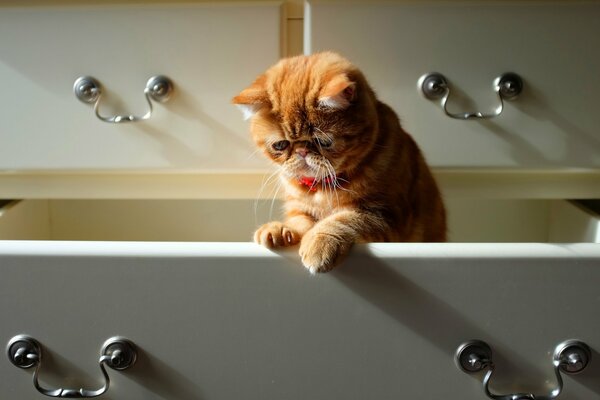 A red-haired cat is sitting in a chest of drawers