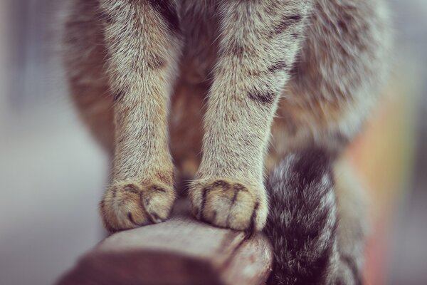 Cat on the railing. The cat has gray paws and a striped tail