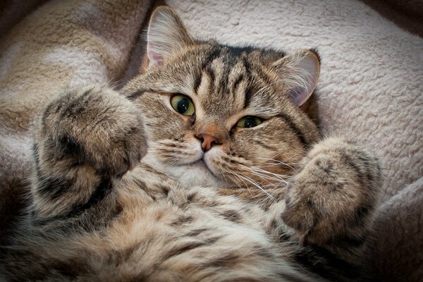 Très drôle beau chat rayé. Chat rayé couché sur le dos