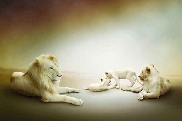 Famille des lions blancs