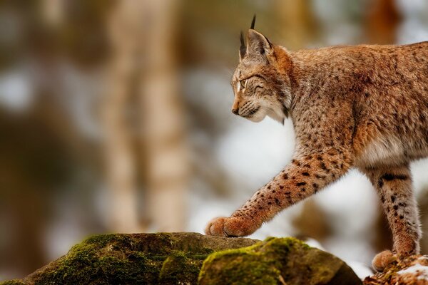 Profil eines Luchses auf einem Stein während der Jagd