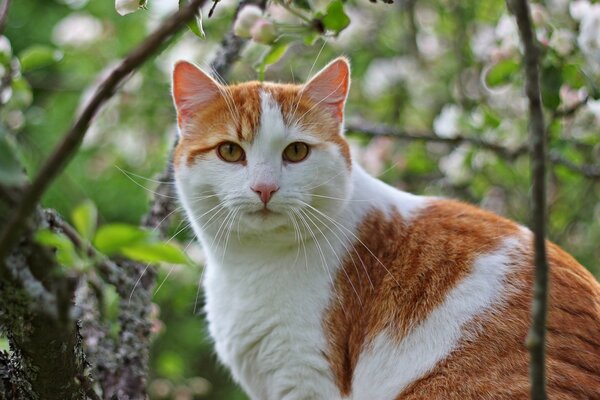 A red-haired cat with a mustache on a tree