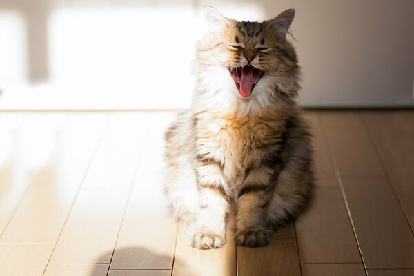 Cute fluffy cat yawns