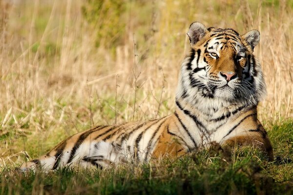 Tierg se acuesta sobre la hierba seca y Mira a la cámara con una sonrisa