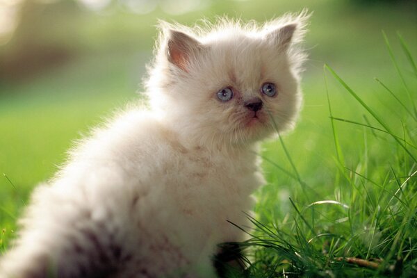 Cute white kitten in the grass