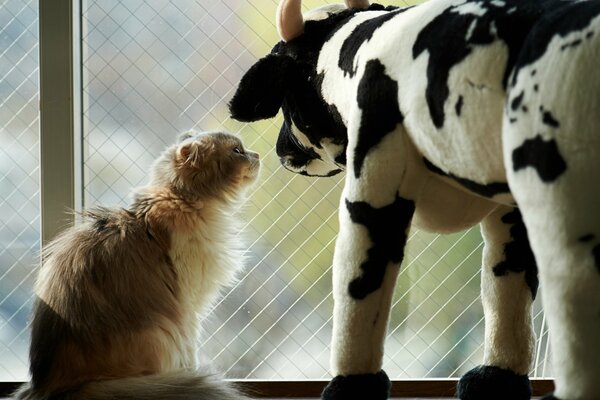 Gato cerca de la ventana está estresado al ver una vaca de juguete