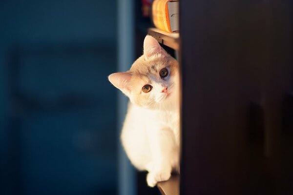 A curious cat peeks around the corner
