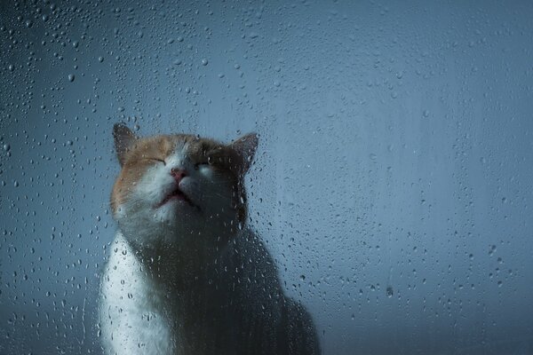 The cat s muzzle in front of the glass