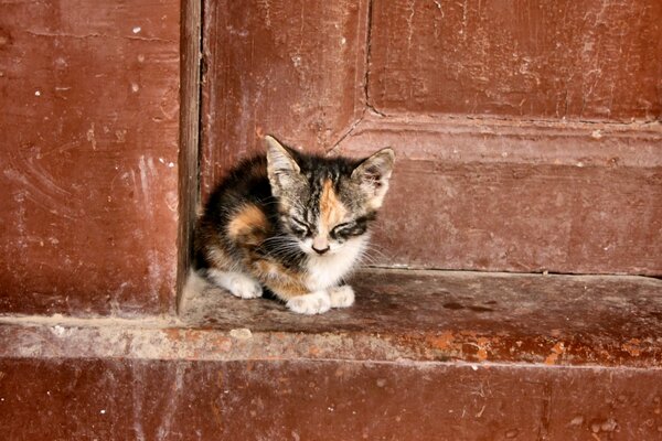 Gatito pequeño y solitario en el fondo de una puerta vieja