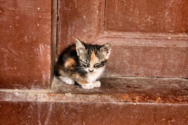 Petit chat solitaire sur fond de vieille porte