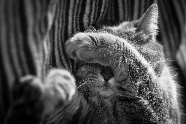 Czarno-białe zdjęcie, na którym kot zakrywa pysk łapą