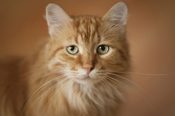 A red-haired cat with a sad look