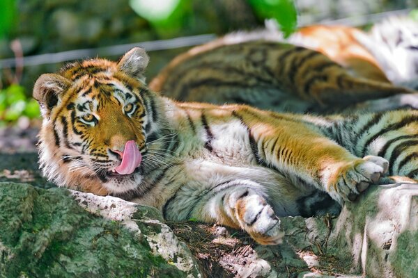 Amur-Raubtier Tiger liegt auf Steinen