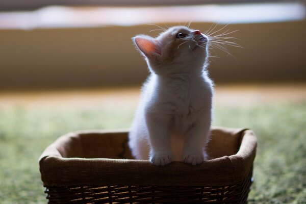 Un pequeño gatito sale de la cesta