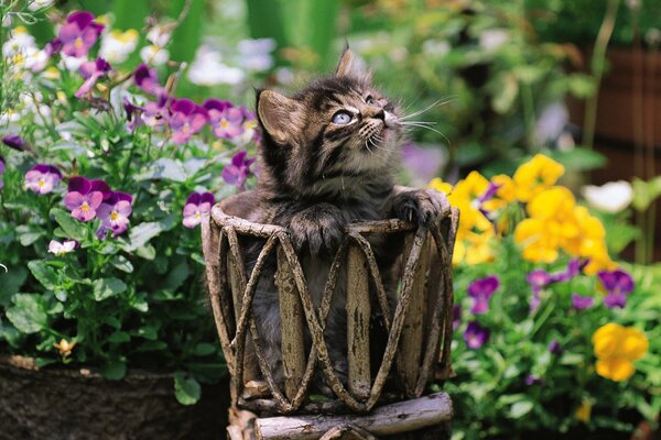 Grey kitten in a basket on a background of flowers