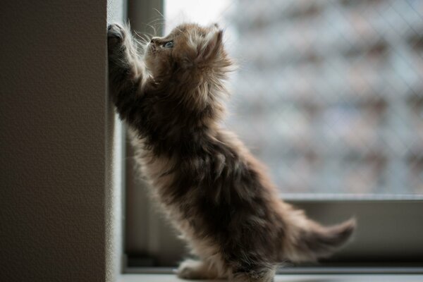 A little kitten is playing against the wall