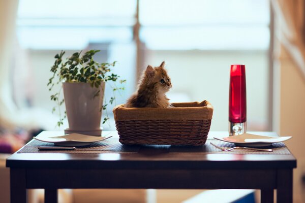 A kitten on the table in a wicker basket
