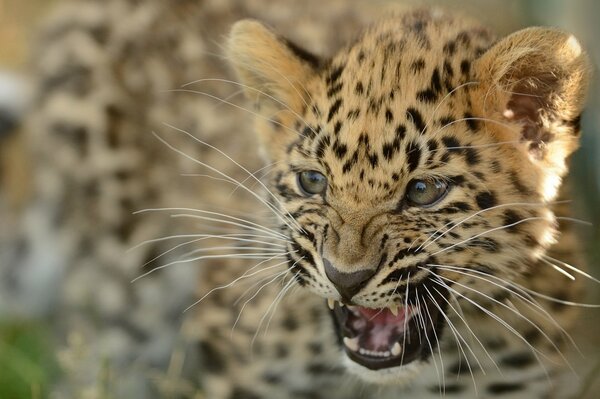Il leopardo dell Amur sfrigola e scatta a tutti