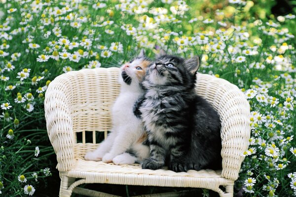 Two kittens on a chair in the garden