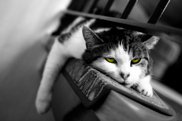 Śpiący kot o żółtych oczach