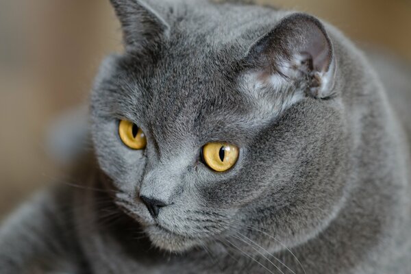 Британский кот с желтыми глазами и взглядом