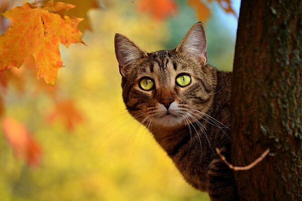 A cat looks out through the yellow maple leaves near the tree