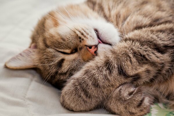 Die Katze schläft, indem sie die Beine gedrückt und die Zunge herausgezogen hat