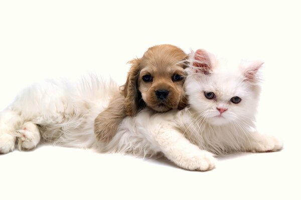 Gato y perro juntos